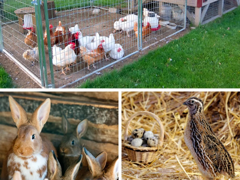 Can You Really Raise Animals in the City