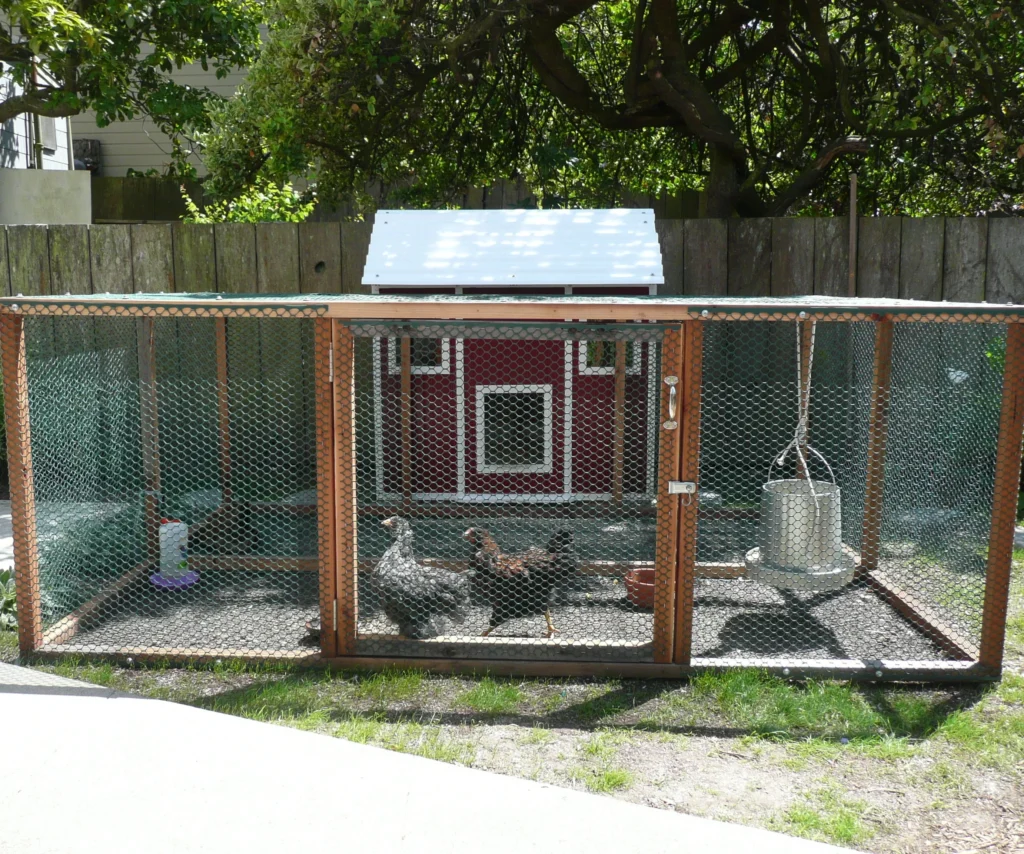 From garden to coop how i added chickens to my small urban backyard