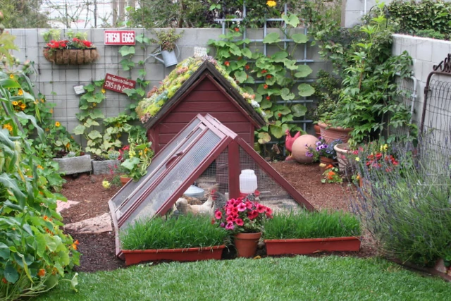 From garden to coop how i added chickens to my small urban backyard