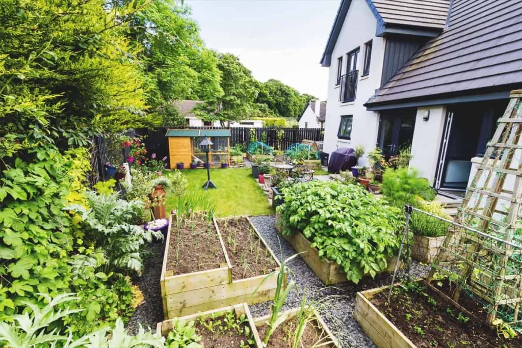 How i Started my urban homestead garden in a small backyard