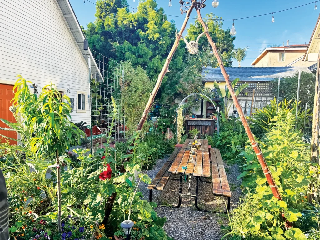 How i Started my urban homestead garden in a small backyard