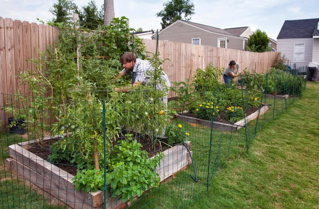 How i Started my urban homestead garden in a small backyard