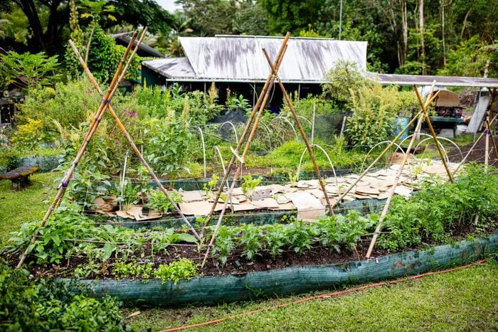 Integrating permaculture design into an urban backyard farm