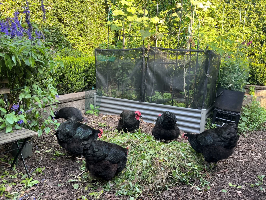 Integrating permaculture design into an urban backyard farm