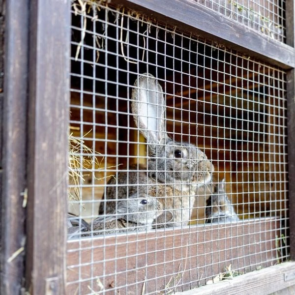 Rabbits Soft, Silent, and Surprisingly Useful