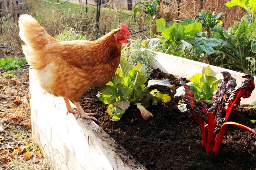 The art of canning preserving the harvest in a small urban backyard