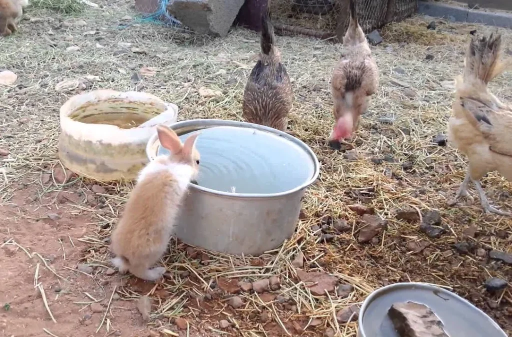 Backyard Animal Farm The Good the Bad and the Kinda Gross