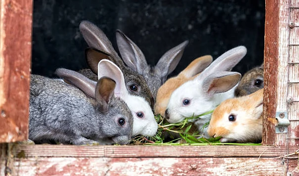 Rabbits