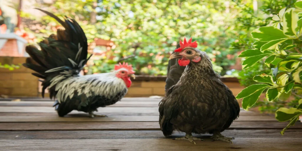 Raising Bantam Chickens: My Real Backyard Experience (The Good, The Messy & The Tiny Eggs)