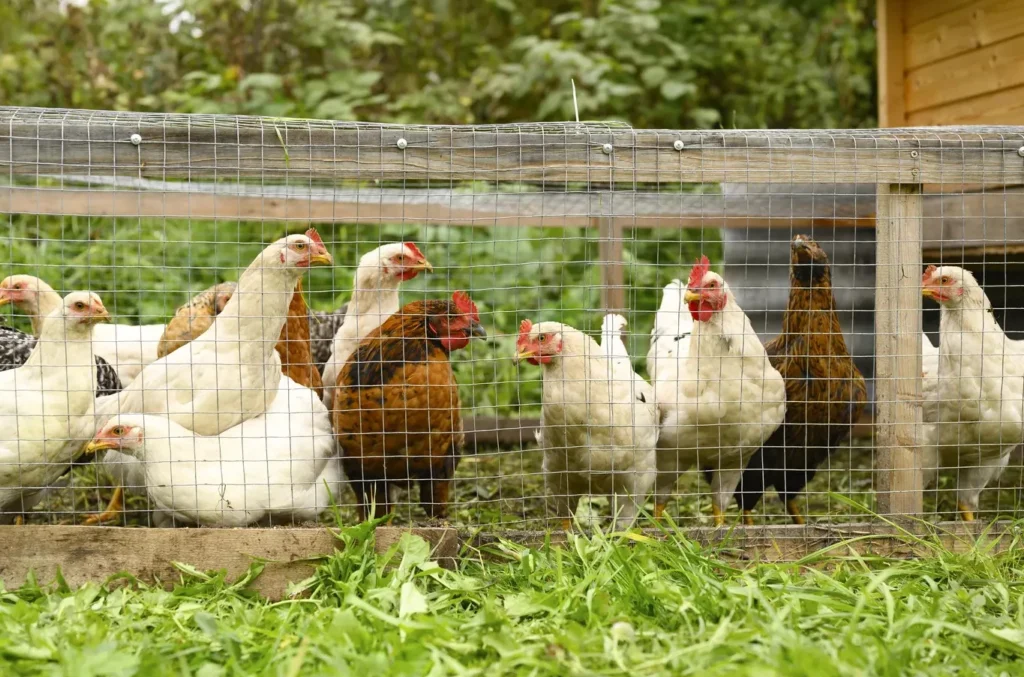 What Animals Work Best in a Small Backyard