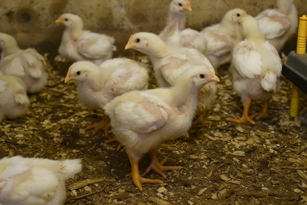 Cornish Cross Chickens: The Fast-Growing Birds That Taught Me Patience